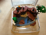 Playmobil-Littlest Pet Shop