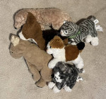 Plush dogs and cats