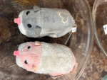 Hamstermania by Zuru set of 3 hamsters