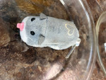 Hamstermania by Zuru set of 3 hamsters