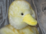 RUSS BERRIE CHICK-A-LOO DUCK EASTER SPRING YELLOW SPARKLE PLUSH 11" VI
