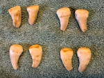 Elk Ivory Teeth