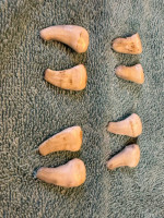 Elk Ivory Teeth