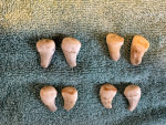 Elk Ivory Teeth