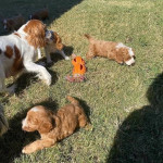 Cavapoo puppies for homes