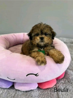 Golden doodles available for adoption