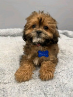 Golden doodles available for adoption