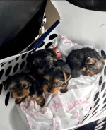 Yorkies available for adoption