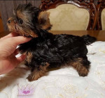 Yorkie puppies available for adoption