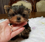 Yorkie puppies available for adoption
