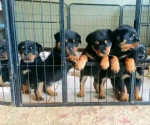 Puppies available for adoption