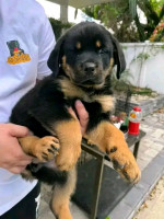 Puppies available for adoption