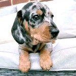 Cute baby puppy looking for good home and family for rehoming and adoption