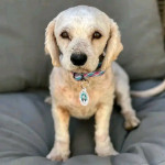 Cute baby puppy looking for good home and family for rehoming and adoption
