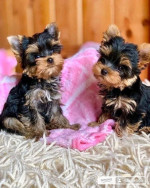 Yorkies available as we speak