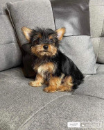 Yorkies available as we speak