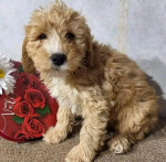 Golden doodles available