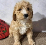 Golden doodles available