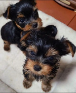 Yorkies puppy available