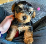 Yorkies puppy available