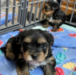 Yorkies puppy available