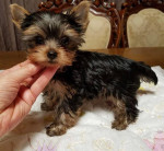 Yorkies for adoption