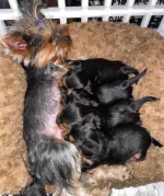 Yorkies for adoption