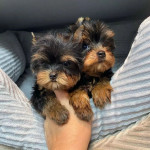 Yorkie Puppies for Giveaway