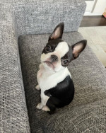 He must be looking for love in all the wrong places. He has a whole lotta love to share. This handsome male pup is looking for a family to share all his love with ❤️