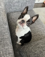 He must be looking for love in all the wrong places. He has a whole lotta love to share. This handsome male pup is looking for a family to share all his love with ❤️