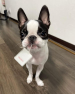 He must be looking for love in all the wrong places. He has a whole lotta love to share. This handsome male pup is looking for a family to share all his love with ❤️