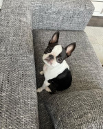 He must be looking for love in all the wrong places. He has a whole lotta love to share. This handsome male pup is looking for a family to share all his love with ❤️