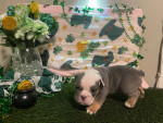 8 Weeks old Bluey English bulldog for adoption