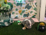 8 Weeks old Bluey English bulldog for adoption