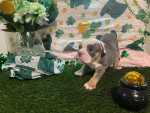 8 Weeks old Bluey English bulldog for adoption