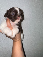 Imperial shih Tzu