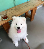 Samoyed Puppy For Sale