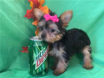 Teacup Yorkie Puppies For Sale