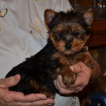 Teacup Yorkie Puppies For Sale