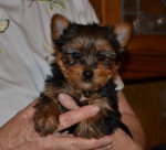 Yorkie Puppies For Sale