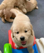 Labrador retriever puppies available for adoption 2seven6-two99-three44five