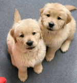 Labrador retriever puppies available for adoption 2seven6-two99-three44five