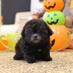Adorable maltipoo puppies Available for rehoming