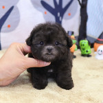Adorable maltipoo puppies Available for rehoming