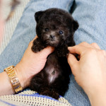 Adorable maltipoo puppies Available for rehoming