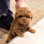 Adorable Teacup maltipoo  for  Adoption