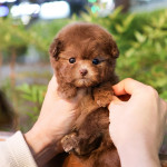 Adorable Teacup maltipoo  for  Adoption