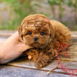 Adorable Teacup maltipoo  for  Adoption