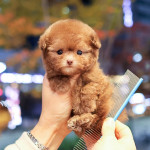 Adorable Teacup maltipoo  for  Adoption