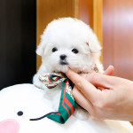 Teacup maltese puppy avaliable